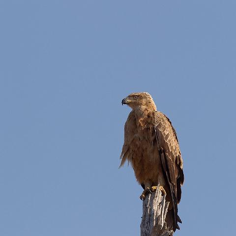 150 Okavango Delta, savannearend.jpg